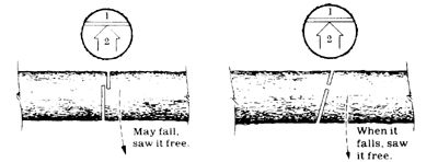 
Two hints for crosscutting a felled tree with stem thinner than guide bar length, and supported at both ends.
